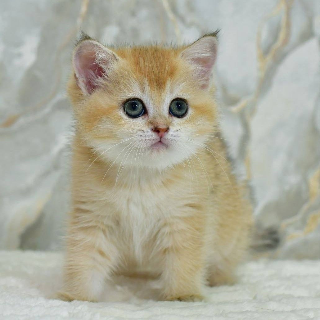 Milka Scottish Straight female, black golden shaded