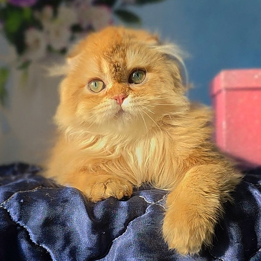 Marcus Scottish Fold male, chocolate golden ticked tabby
