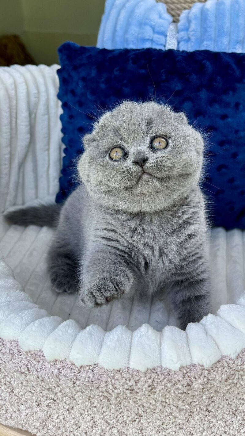 Trevor Scottish Fold male, blue