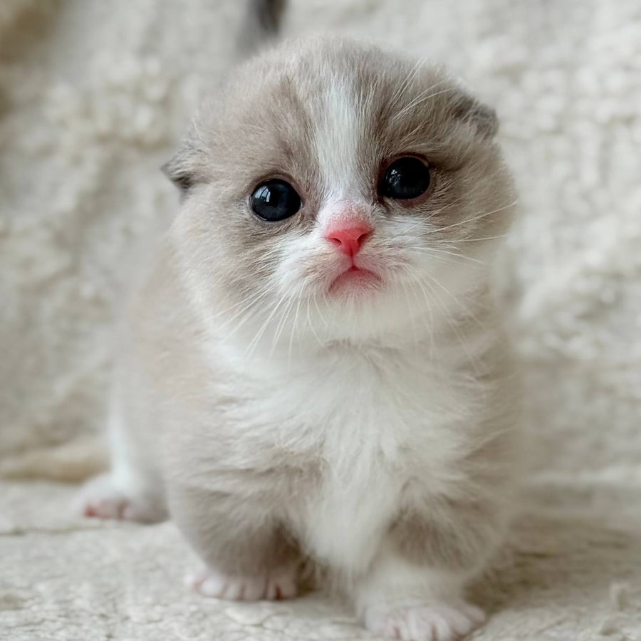 Maurice Munchkin male, lilac bicolour pointed