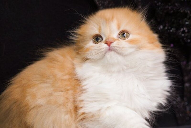 Jujube Scottish Fold female, red spotted tabby bicolour