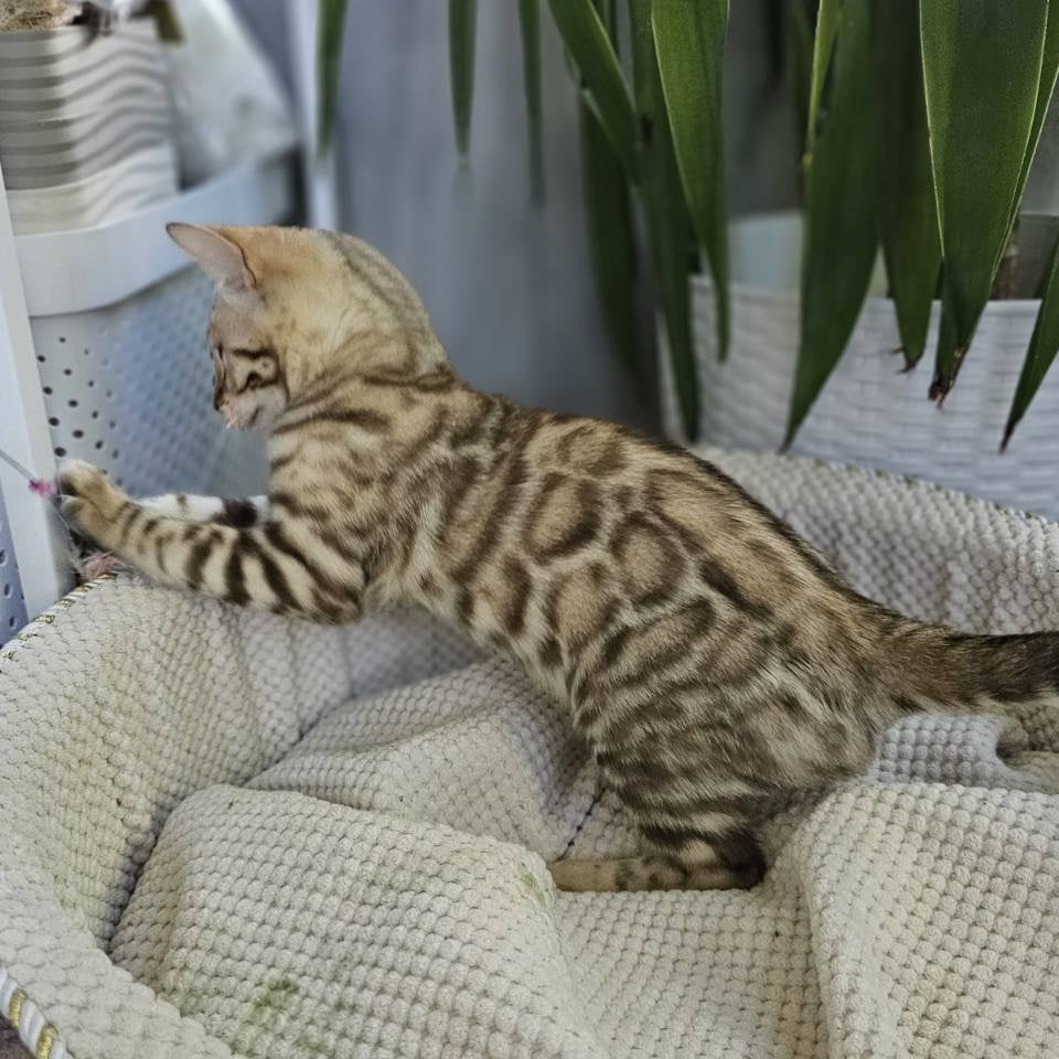 Uranus Bengal male, black spotted tabby pointed