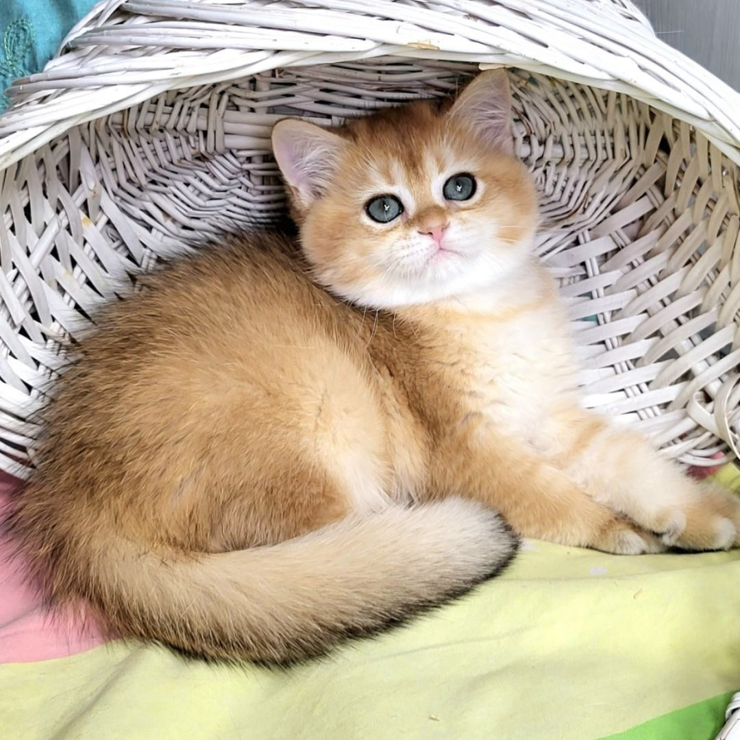 Zara British Shorthair female, black golden shaded