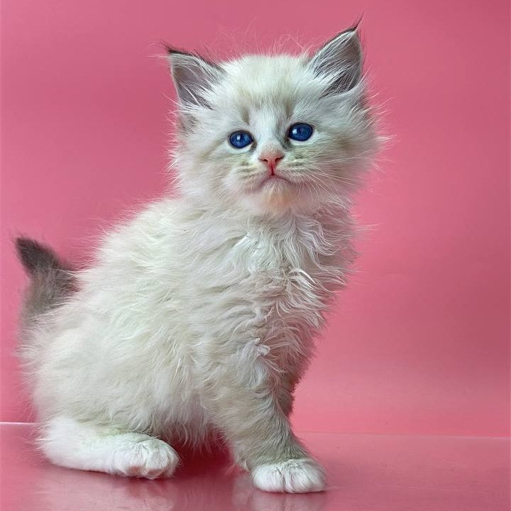 Aurelia Siberian female, seal tabby pointed