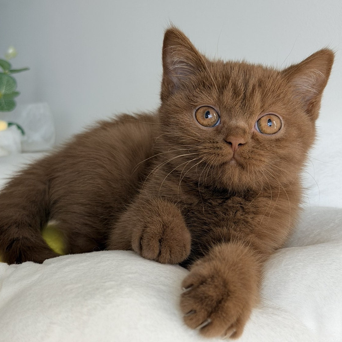 Sophie British Shorthair female, cinnamon