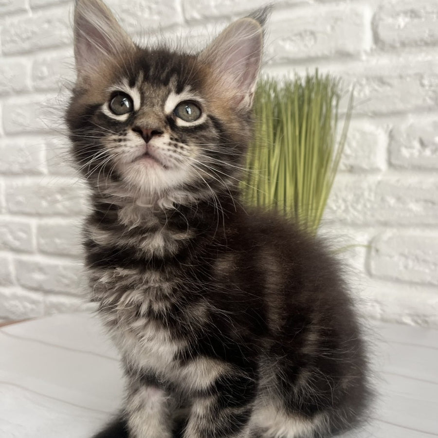 Jade Maine Coon female, black tabby