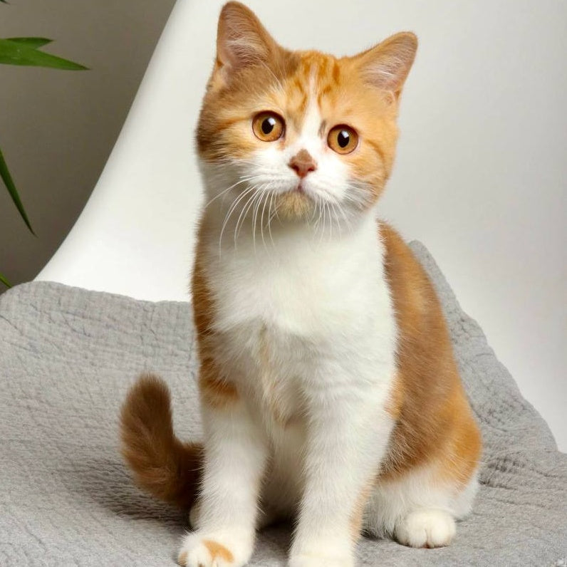 Olivia British Shorthair female, cinnamon tortie bicolour