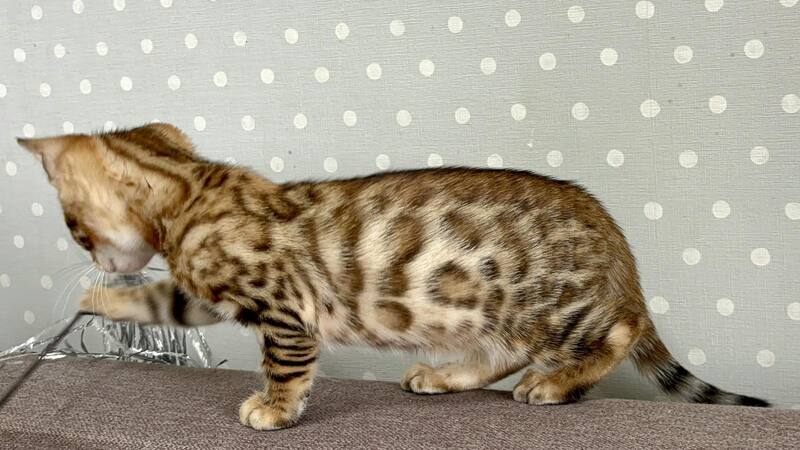 Texas Bengal male black spotted tabby - live animals
