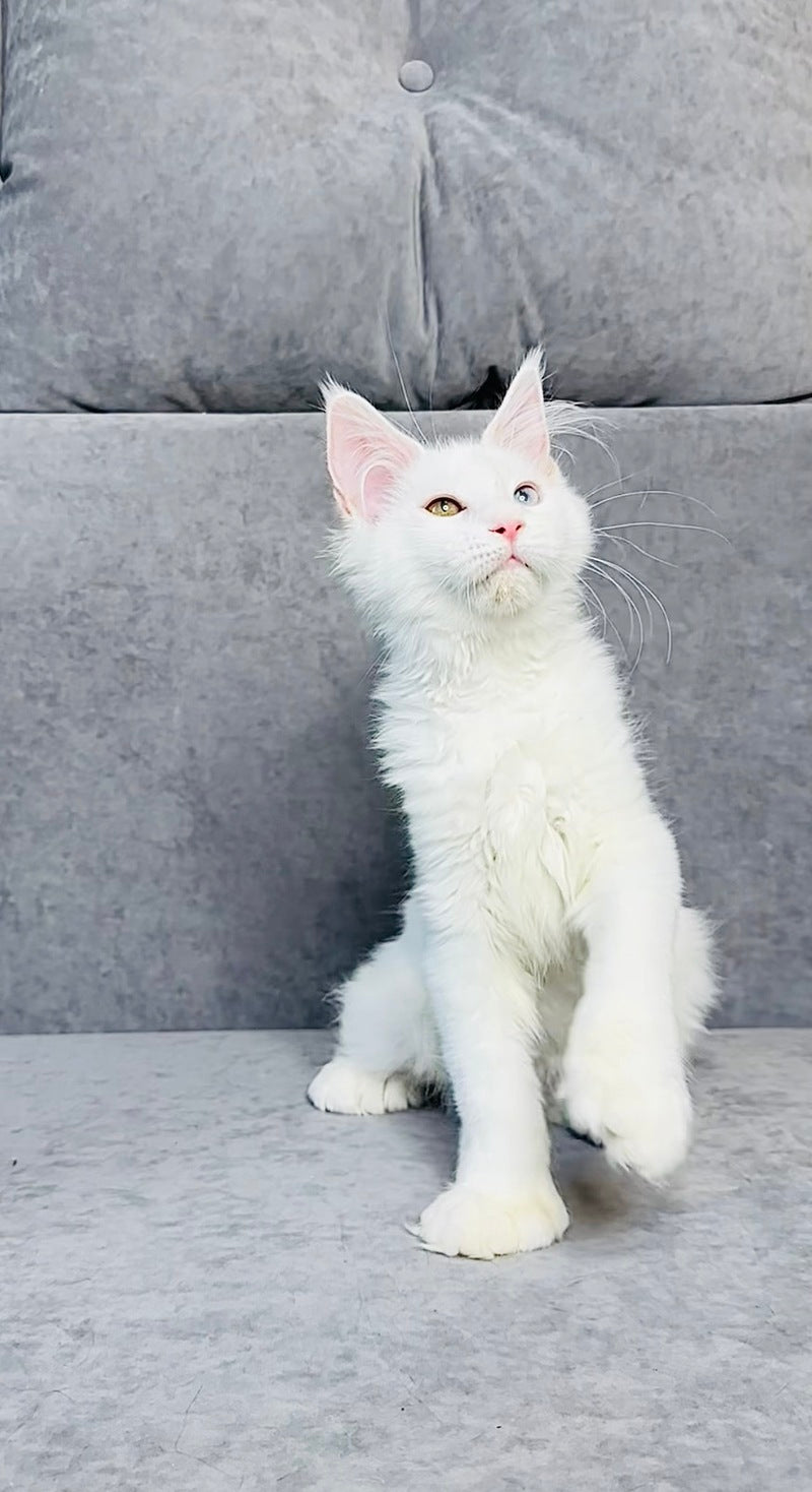Pearla Maine Coon female, white