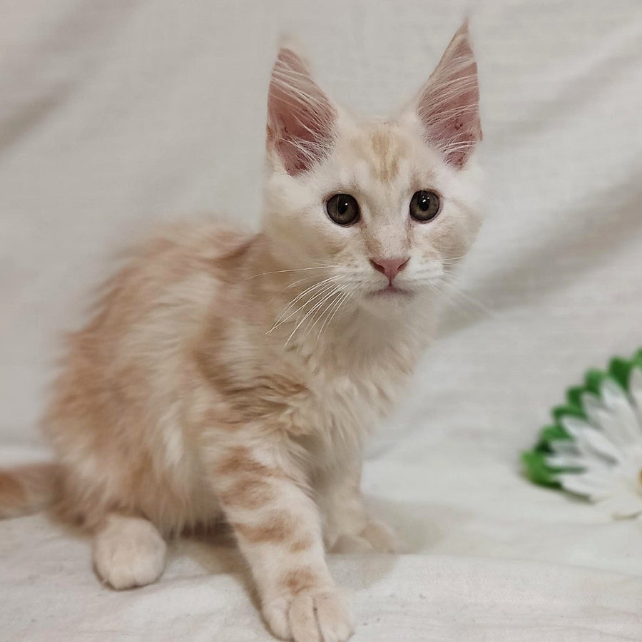 Korzhik Maine Coon male, red silver tabby