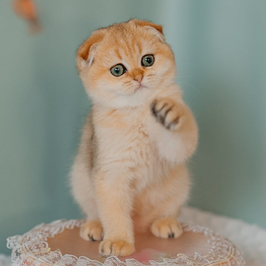 Feride Scottish Fold female, black golden shaded