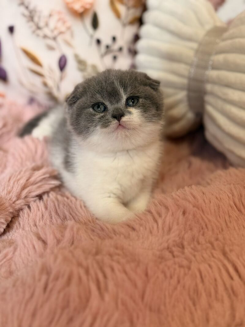 Ponochka Scottish Fold female, blue bicolour