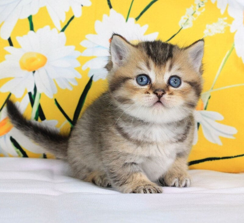 Tiffany Munchkin female, black ticked tabby
