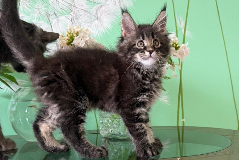 Tiger Maine Coon male, black tabby