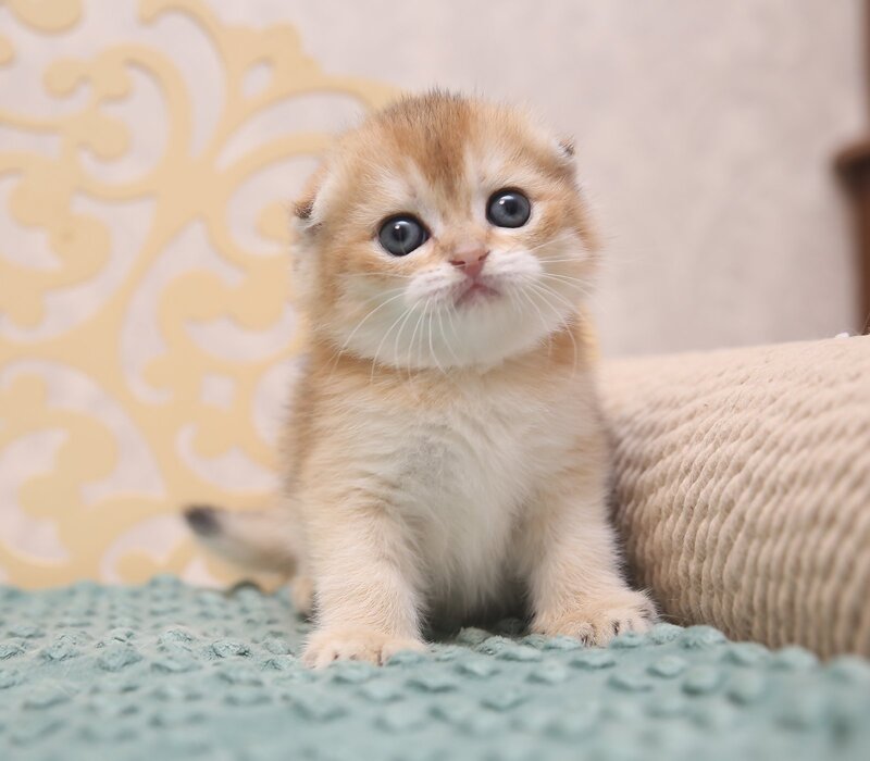 Gabbi Scottish Fold female black golden shaded - live animals