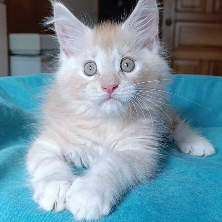 Quentin Maine Coon male, red silver