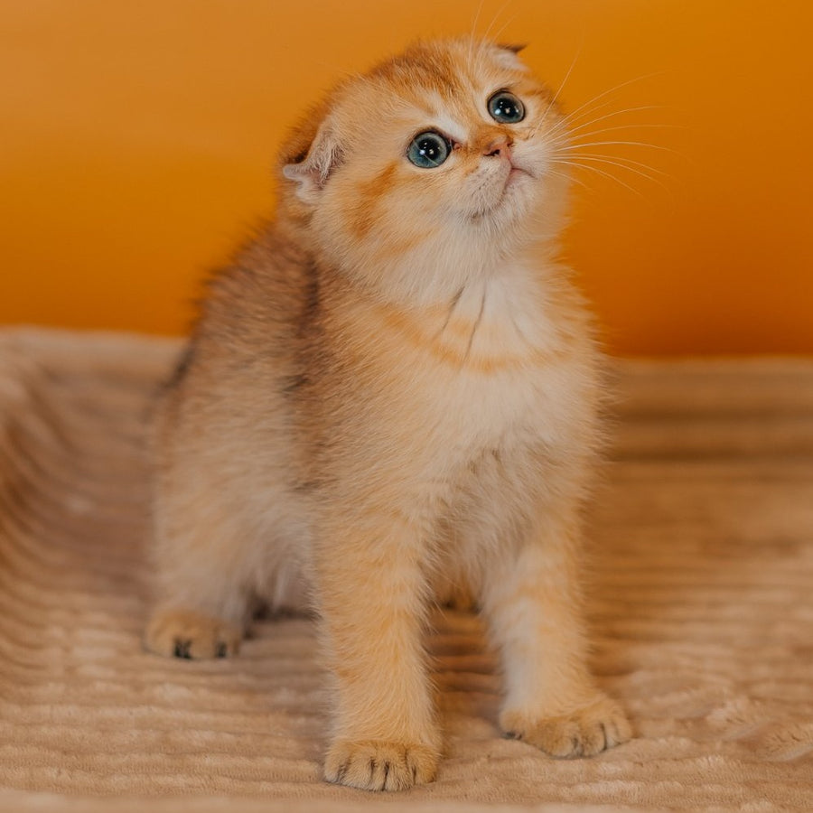 Felix Scottish Fold male, black golden shaded