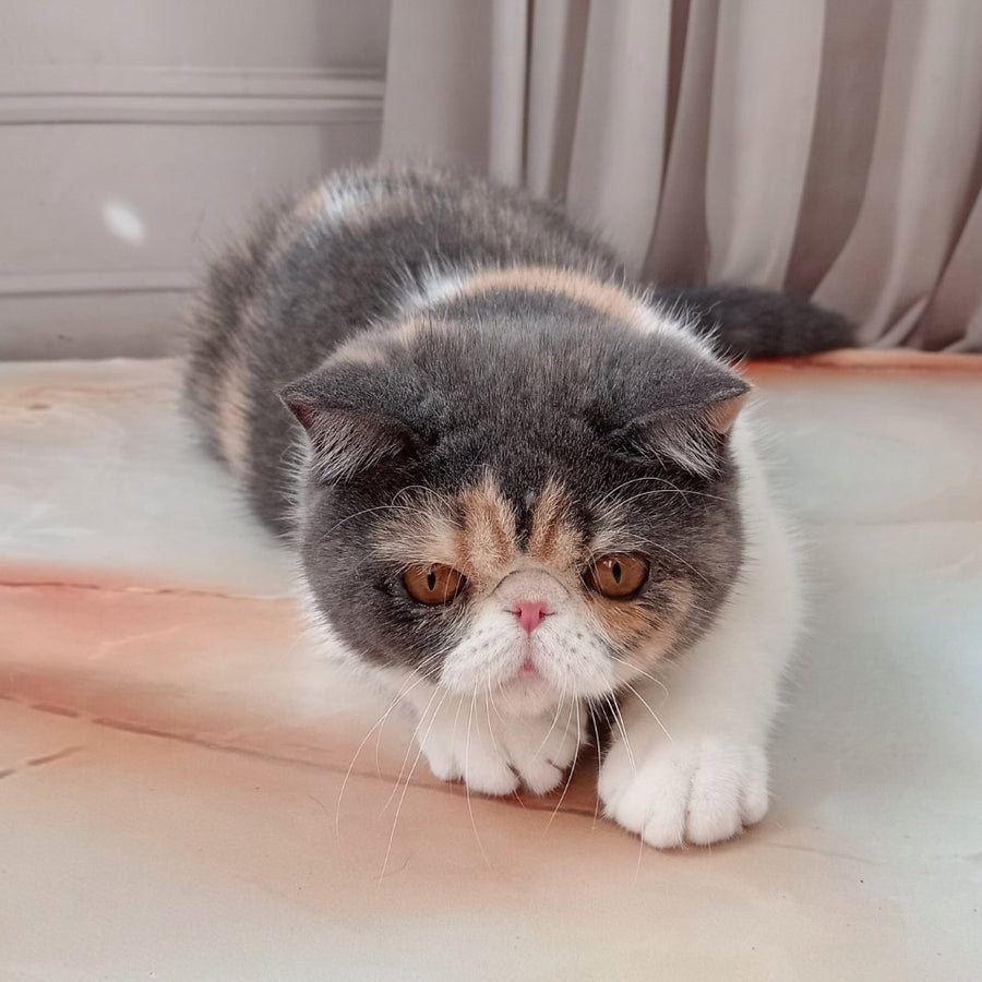 Markiza Exotic female, blue tortie bicolour
