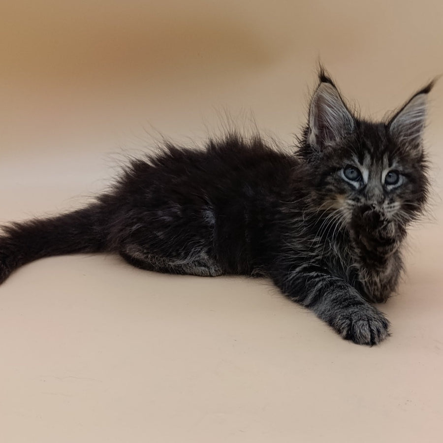 Orion Maine Coon male, black silver tabby