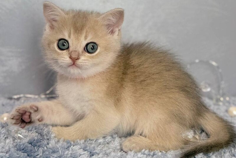 Eley Scottish Straight male, blue golden shaded