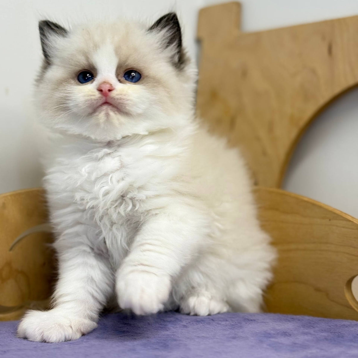 Ronald Ragdoll male, black bicolour