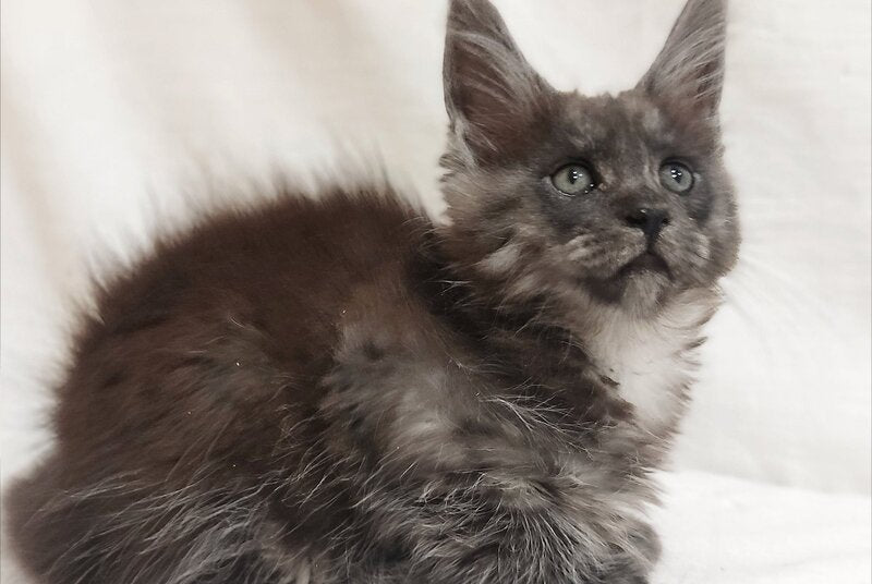 Dominika Maine Coon female, black silver