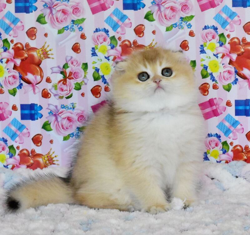Ulyasha Scottish Fold female, black golden shaded