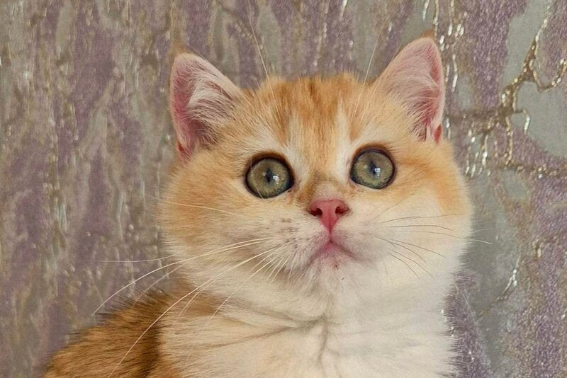 Milanna British Shorthair female, black golden chinchilla