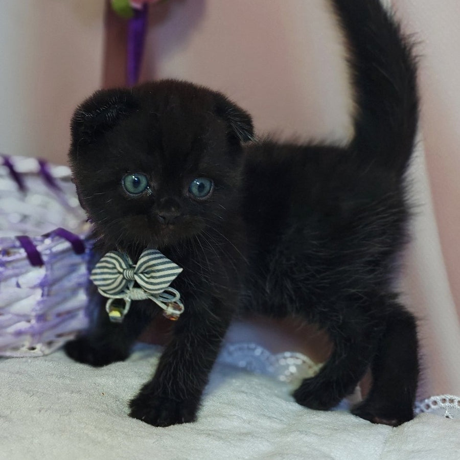 Xavier Scottish Fold male, black