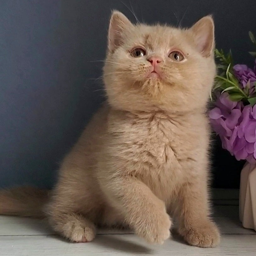 Feya British Shorthair female, fawn
