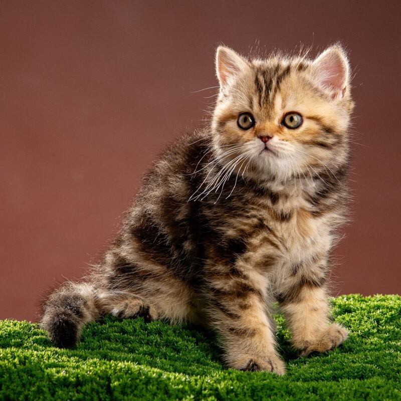 Naomie Scottish Straight male black tortie tabby - live animals