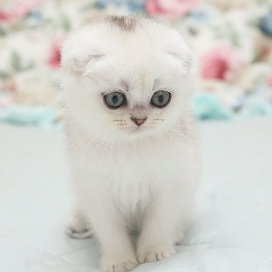 Haney Scottish Fold female, black silver shaded
