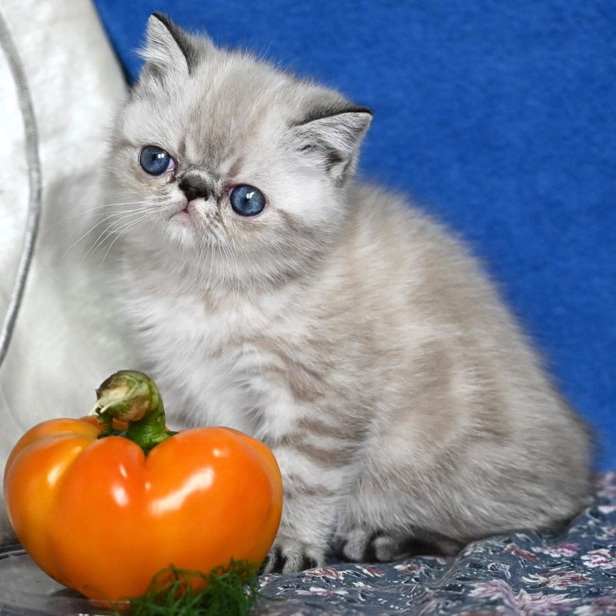 Aris Exotic male, black tabby pointed