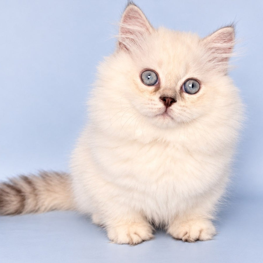 Diana Munchkin female, chocolate silver shaded pointed