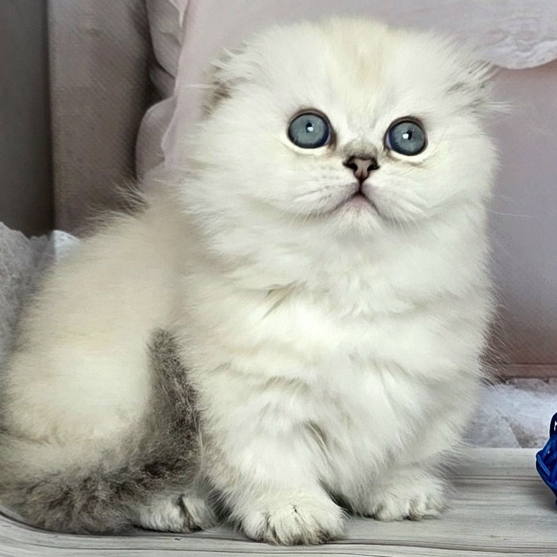 Sapphire Munchkin female, black silver shaded pointed