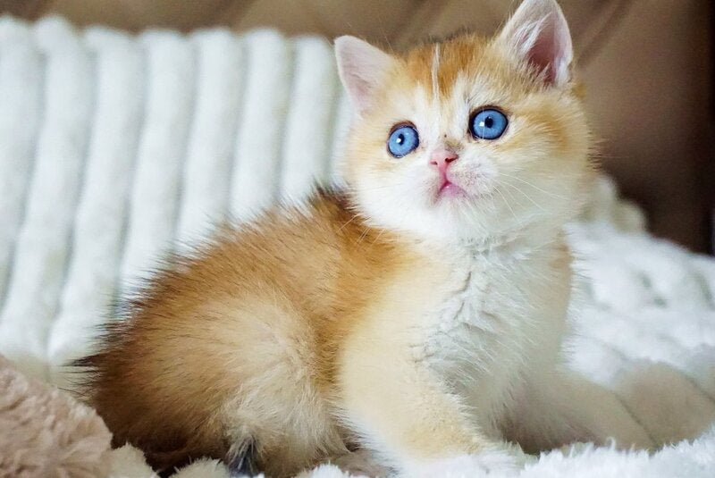 Edwin British Shorthair male, black golden shaded with white