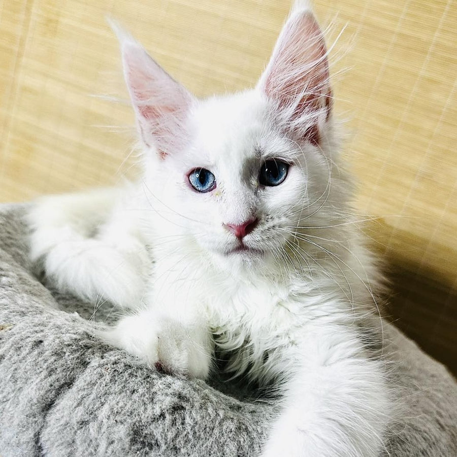 Melissa Maine Coon female, white