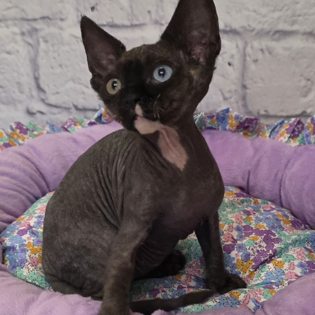 Sofia Devon Rex female, black with white
