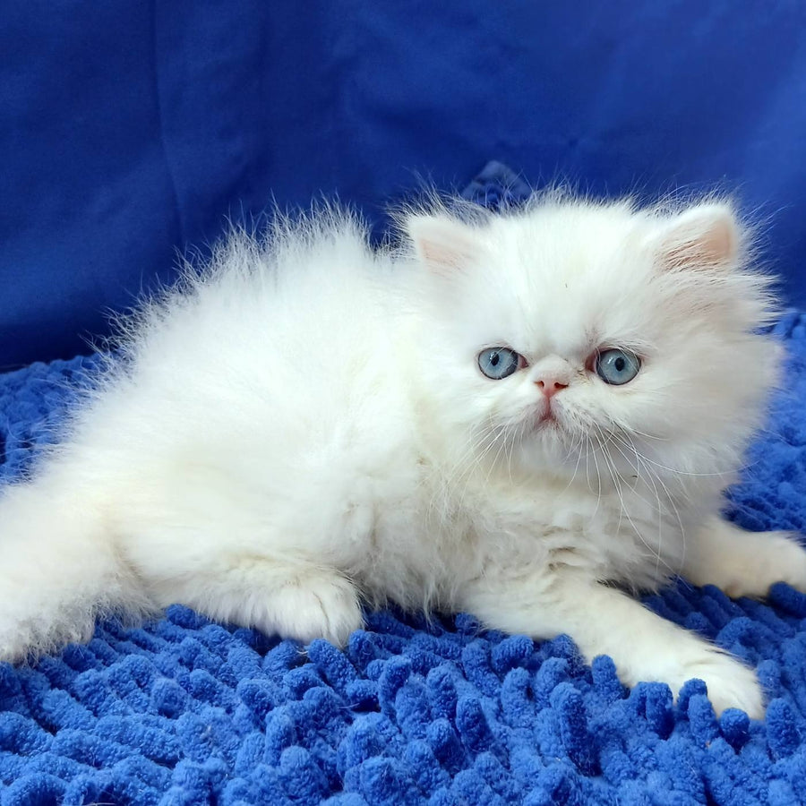 Mirey Persian female, white