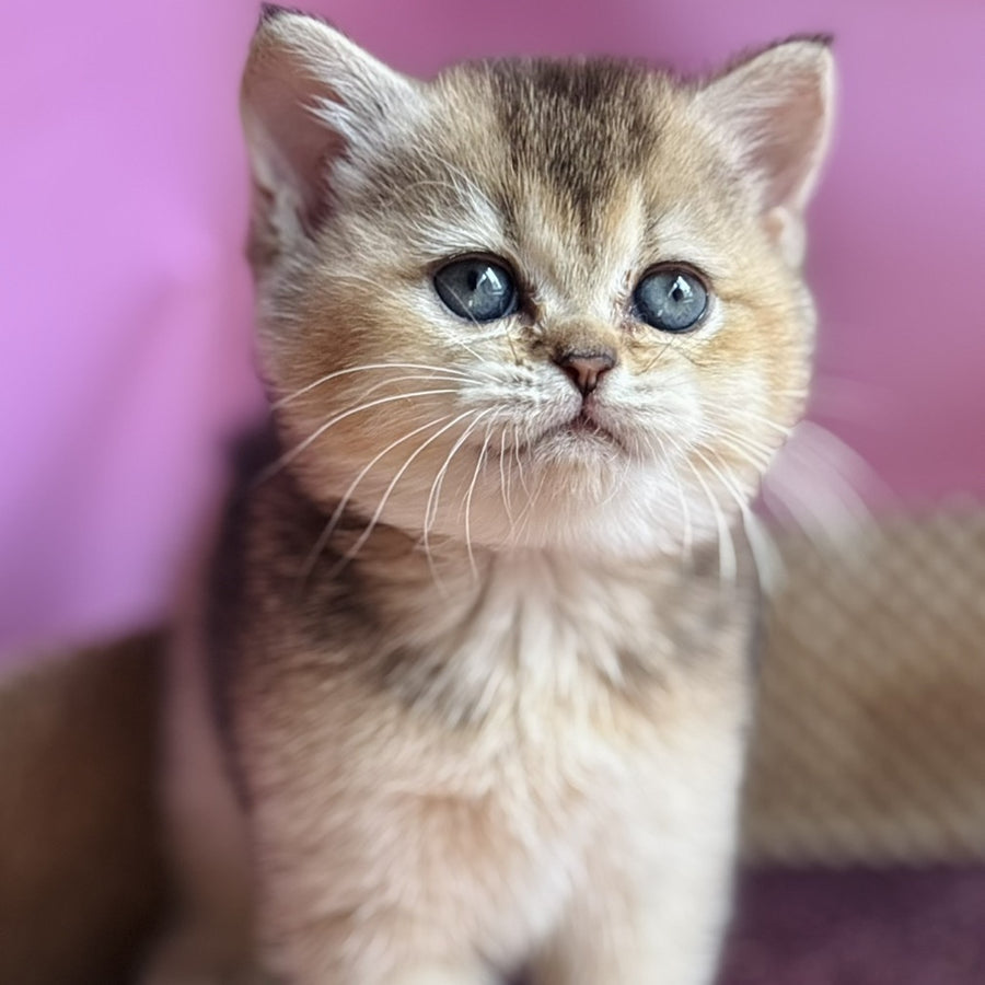 Sisi British Shorthair male, black golden ticked tabby