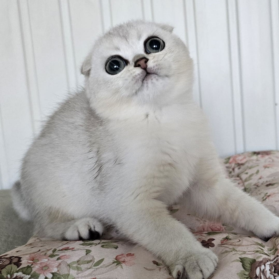 Yasha Scottish Fold male, black silver shaded