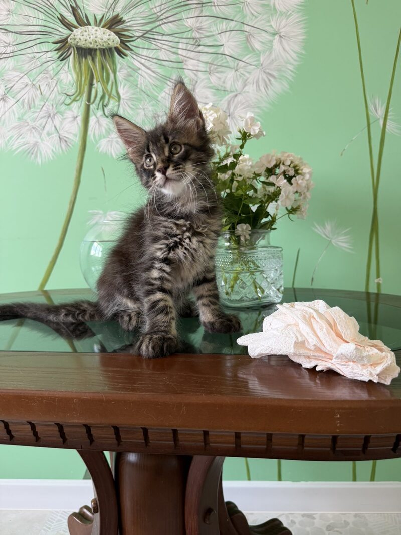 Tik-Tok Maine Coon male, black spotted tabby