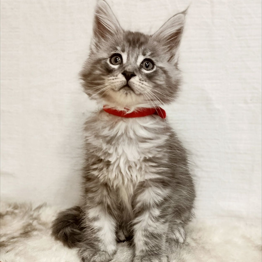 Freya Maine Coon female, black silver tabby