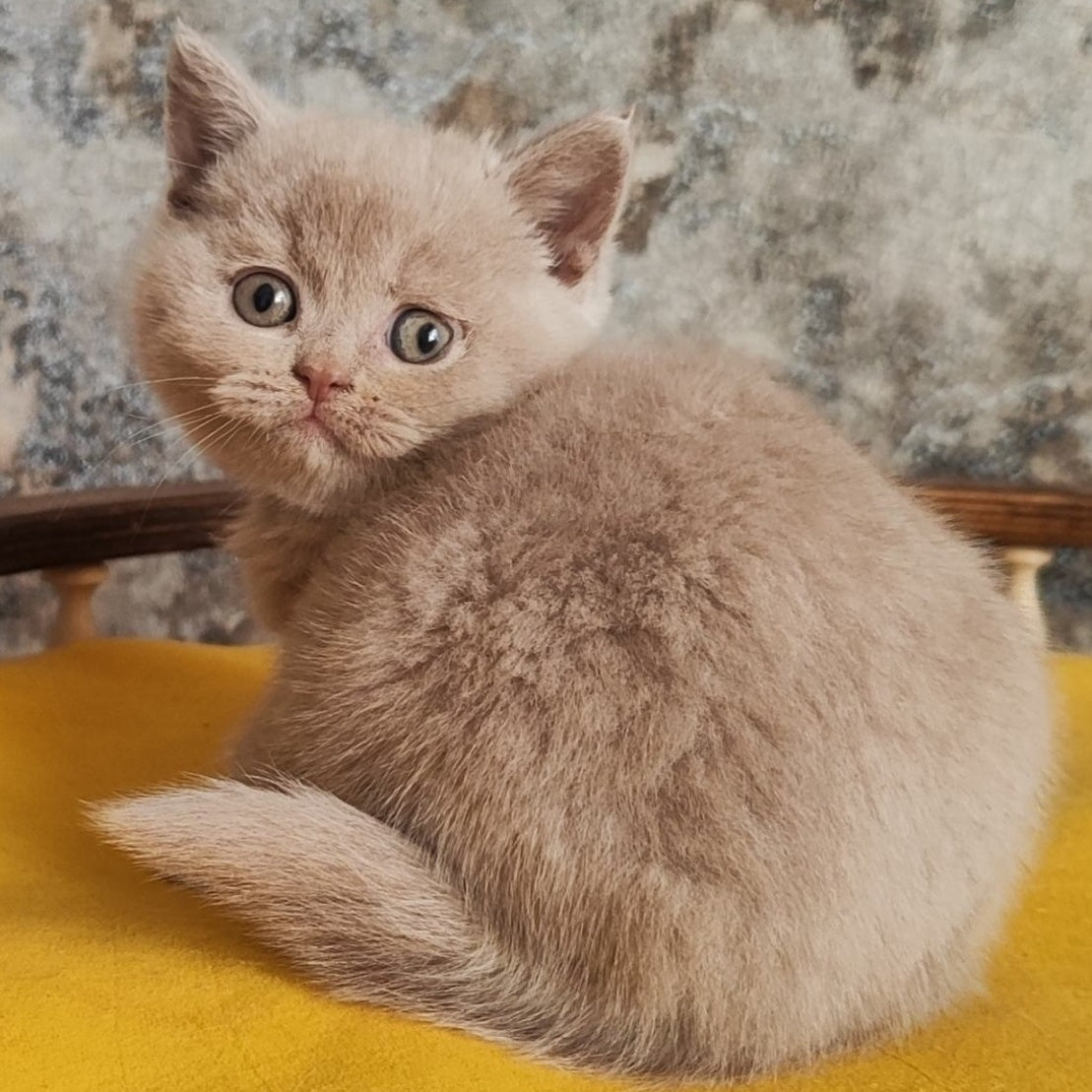Bounty British Shorthair female, fawn