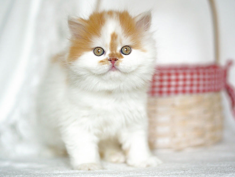 Pepper Scottish Straight male, red tabby harlequin