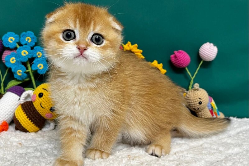 Ares Scottish Fold male, black golden chinchilla
