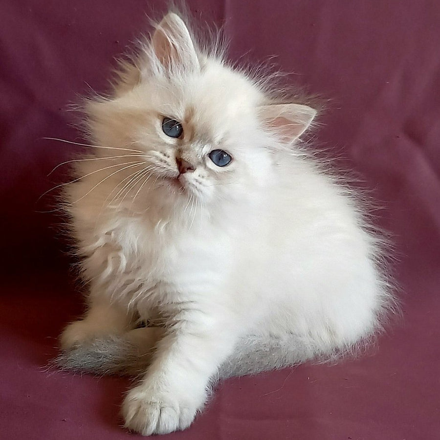 Mathias Siberian male, blue tabby pointed