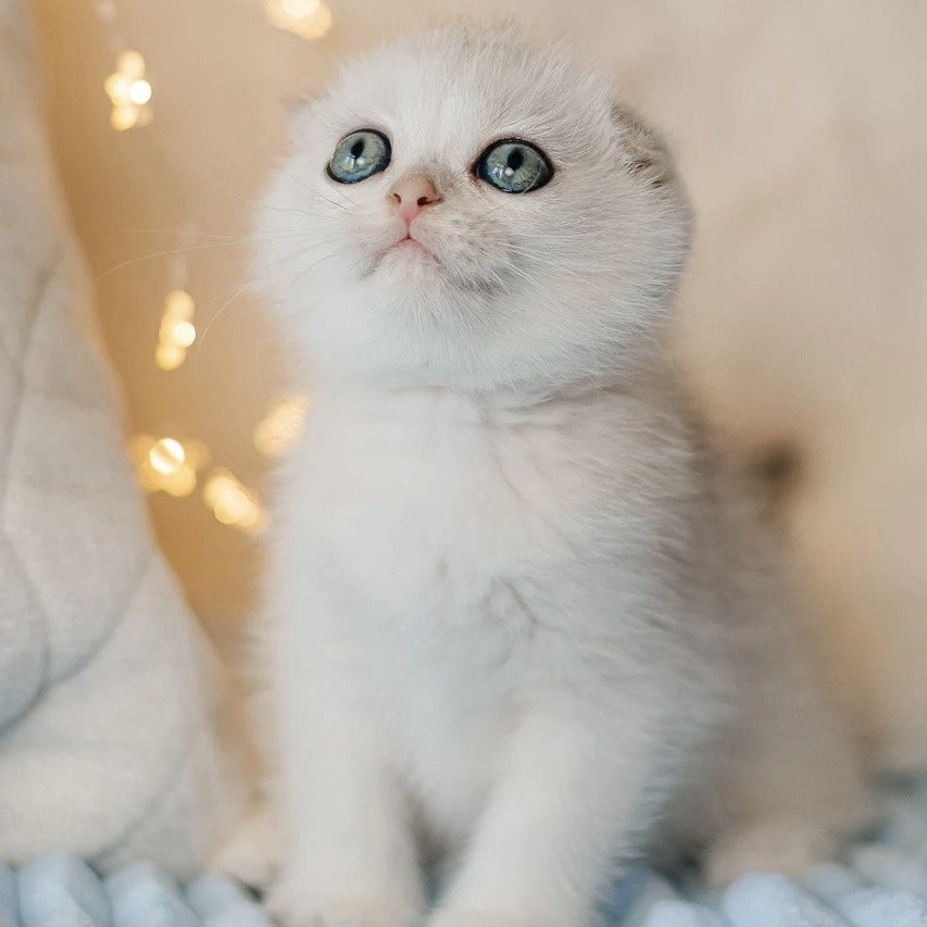 Ice Cream Scottish Fold male, black silver shaded
