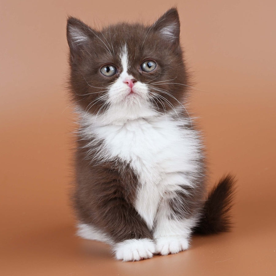 Ivanka Munchkin female, chocolate bicolour