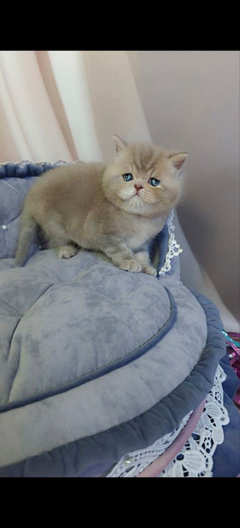Snickers Scottish Straight male, lilac tabby